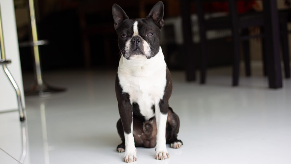 Boston terrier family dog fashion